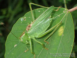 Image de Tettigonia orientalis Uvarov 1924