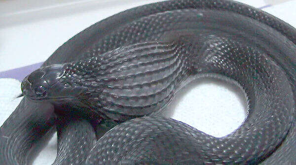 Image of African Egg-eating Snake