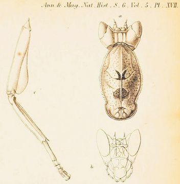 Image of <i>Parymenopus davisoni</i>