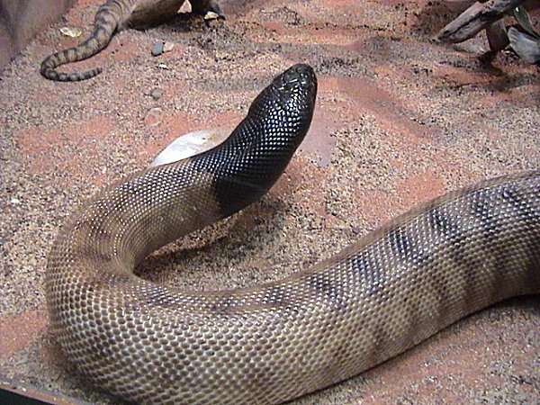 Image of Black-headed Python