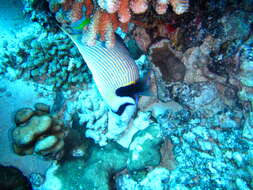 Image of Angelfish