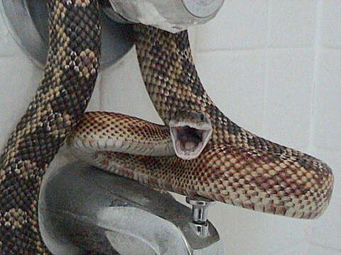 Image of Rat snakes