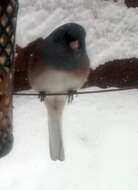 Image of Junco hyemalis mearnsi Ridgway 1897