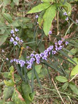 Image of Blue Bonnet