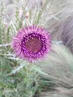 Image of Cirsium jorullense (Kunth) Spreng.