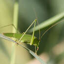 Image of sickle-bearing bush-cricket