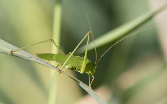 Image of sickle-bearing bush-cricket