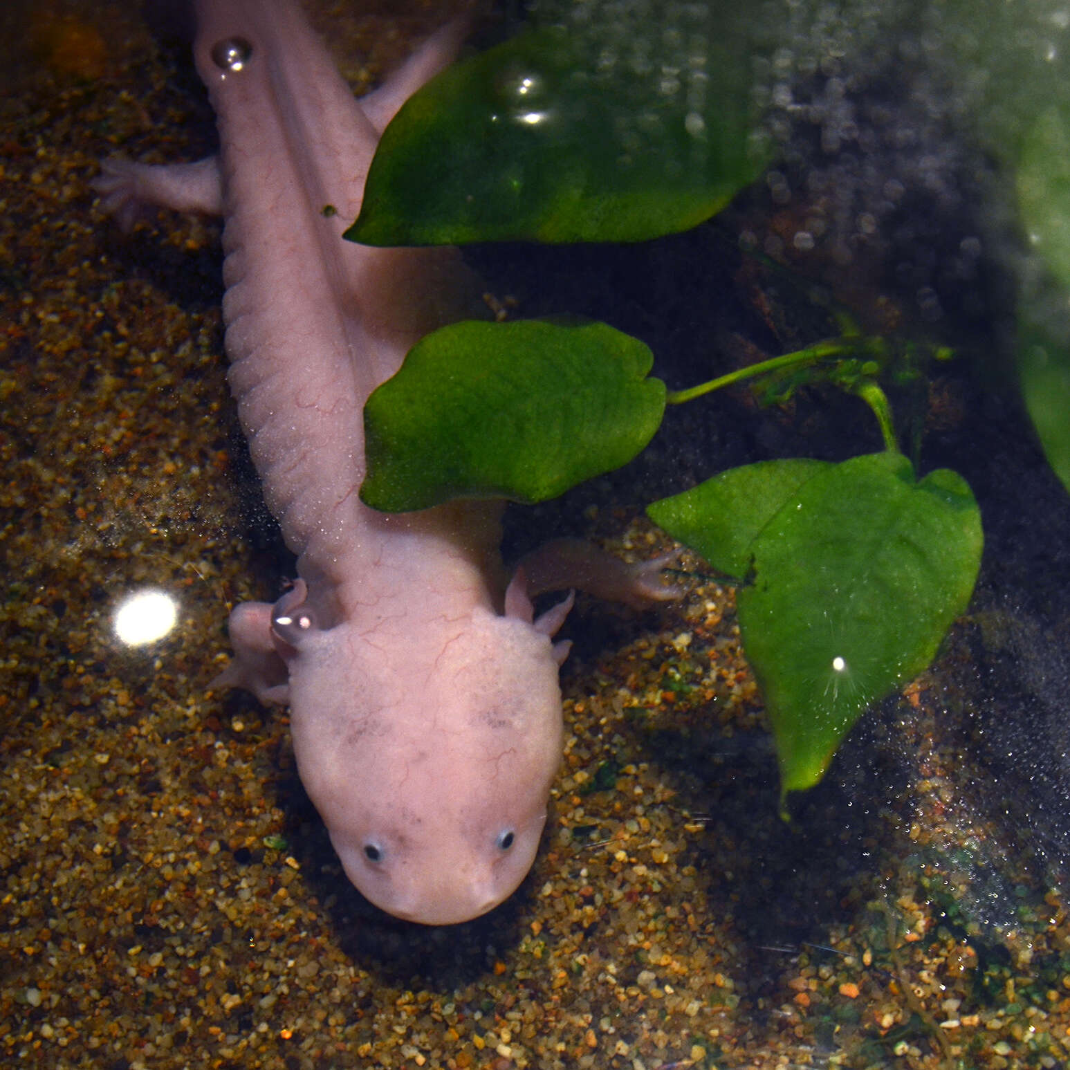 Imagem de Ambystoma mexicanum (Shaw & Nodder 1798)