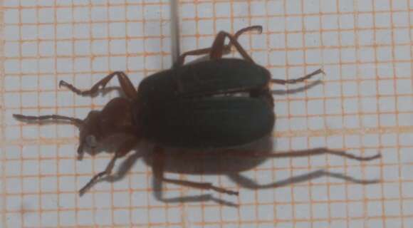 Imagem de Brachinus (Neobrachinus) elongatulus Chaudoir 1876