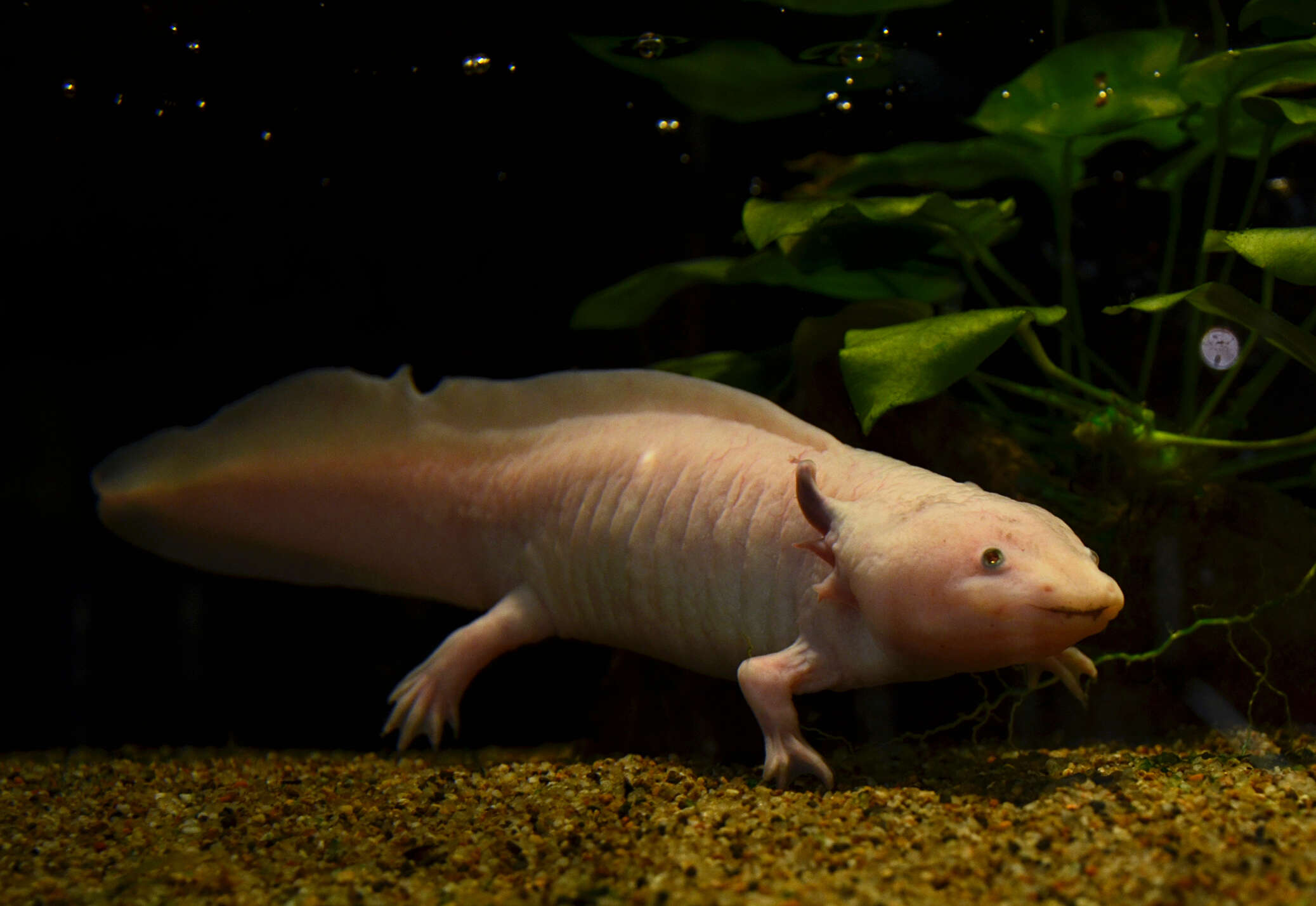 Image of Axolotl