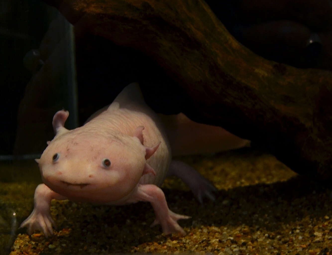 Imagem de Ambystoma mexicanum (Shaw & Nodder 1798)