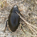 Слика од Hydrophilus (Hydrophilus) pistaceus Laporte de Castelnau 1840