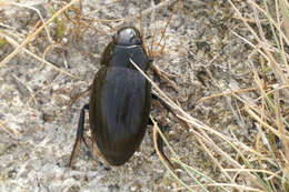 Image of Hydrophilus (Hydrophilus) pistaceus Laporte de Castelnau 1840