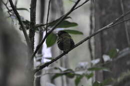 Image of Philepitta Geoffroy Saint-Hilaire & I 1838