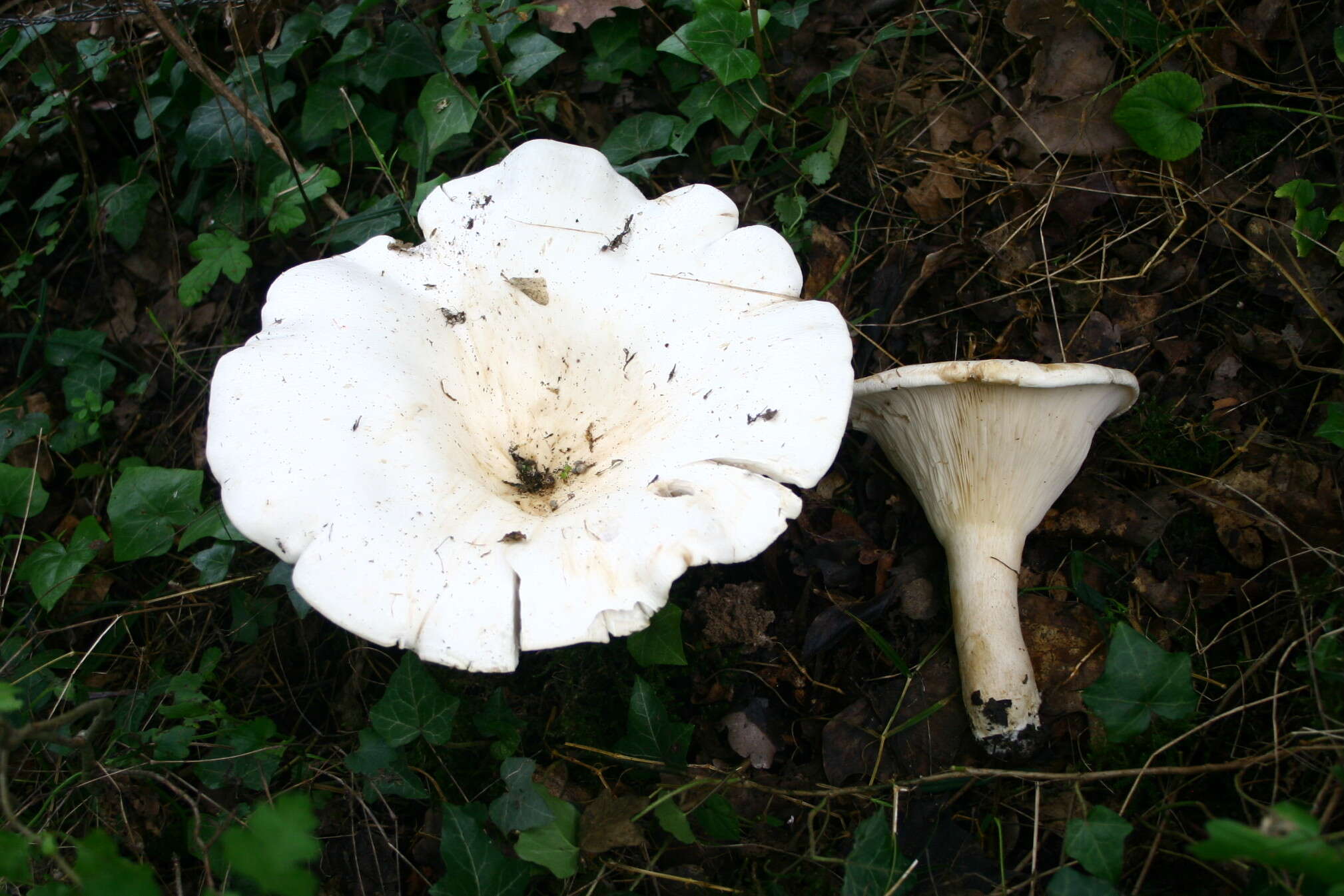 Image of giant clitocybe