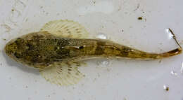 Image of Prickly Sculpin