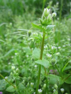 Image of common chickweed