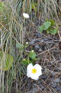 Image of Mount Cook buttercup
