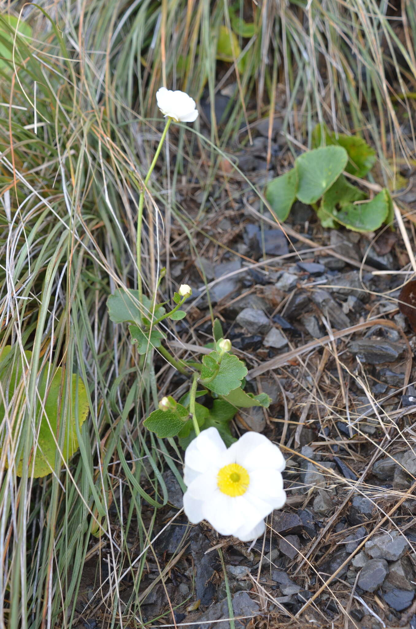 Image of Mount Cook buttercup