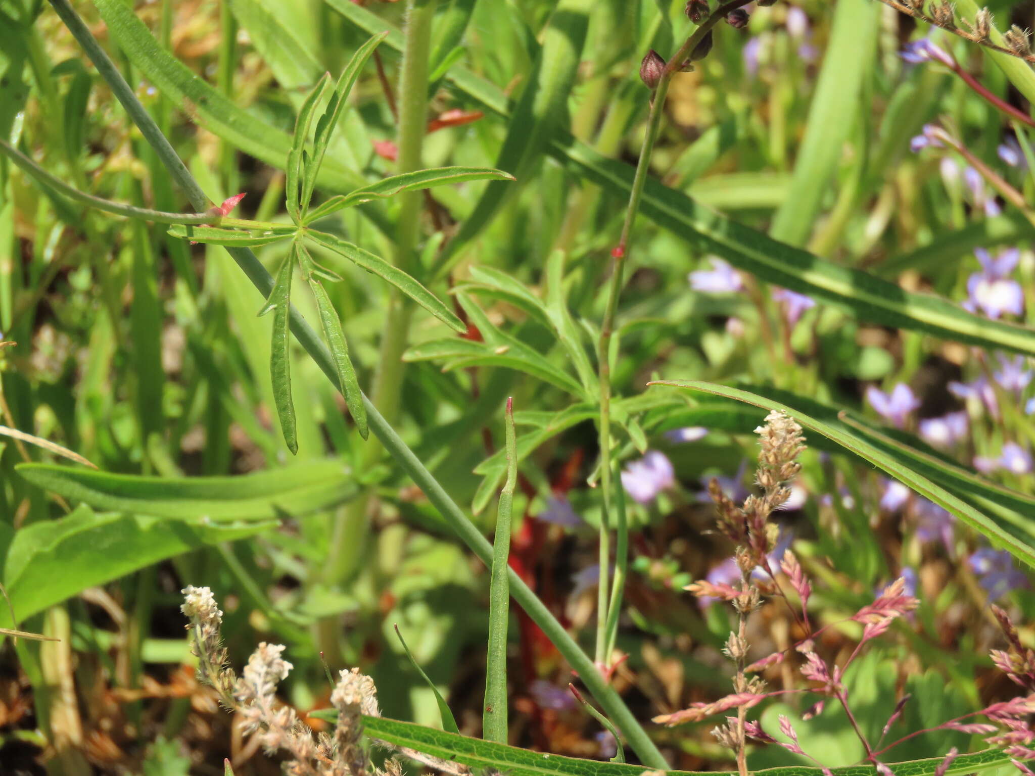 Plancia ëd Sidalcea nelsoniana Piper