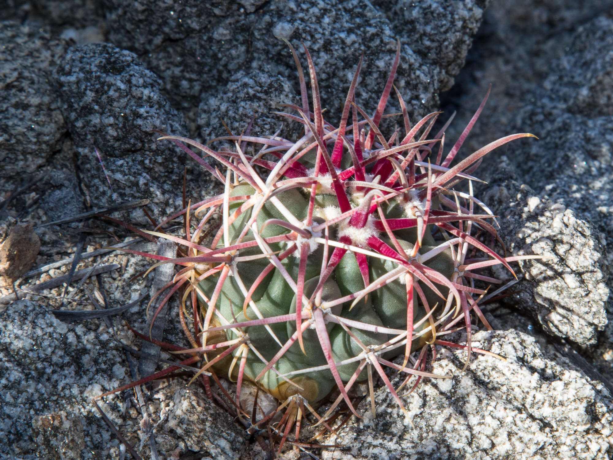 Image of Ferocactus gracilis subsp. gatesii (G. E. Linds.) N. P. Taylor