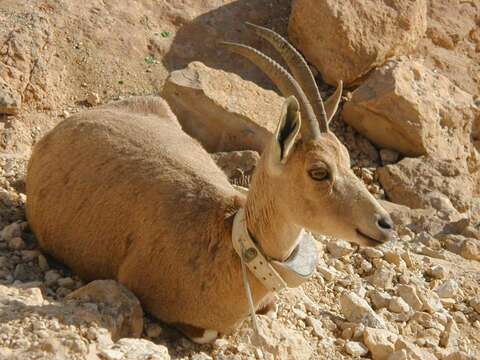 Image of Nubian Ibex