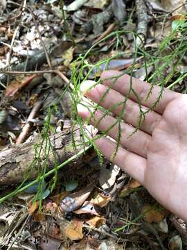 Plancia ëd Lycopodiastrum casuarinoides (Spring) Holub ex Dixit