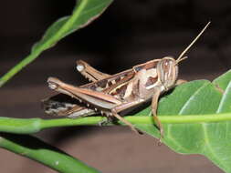 Image of Cyrtacanthacris tatarica (Linnaeus 1758)