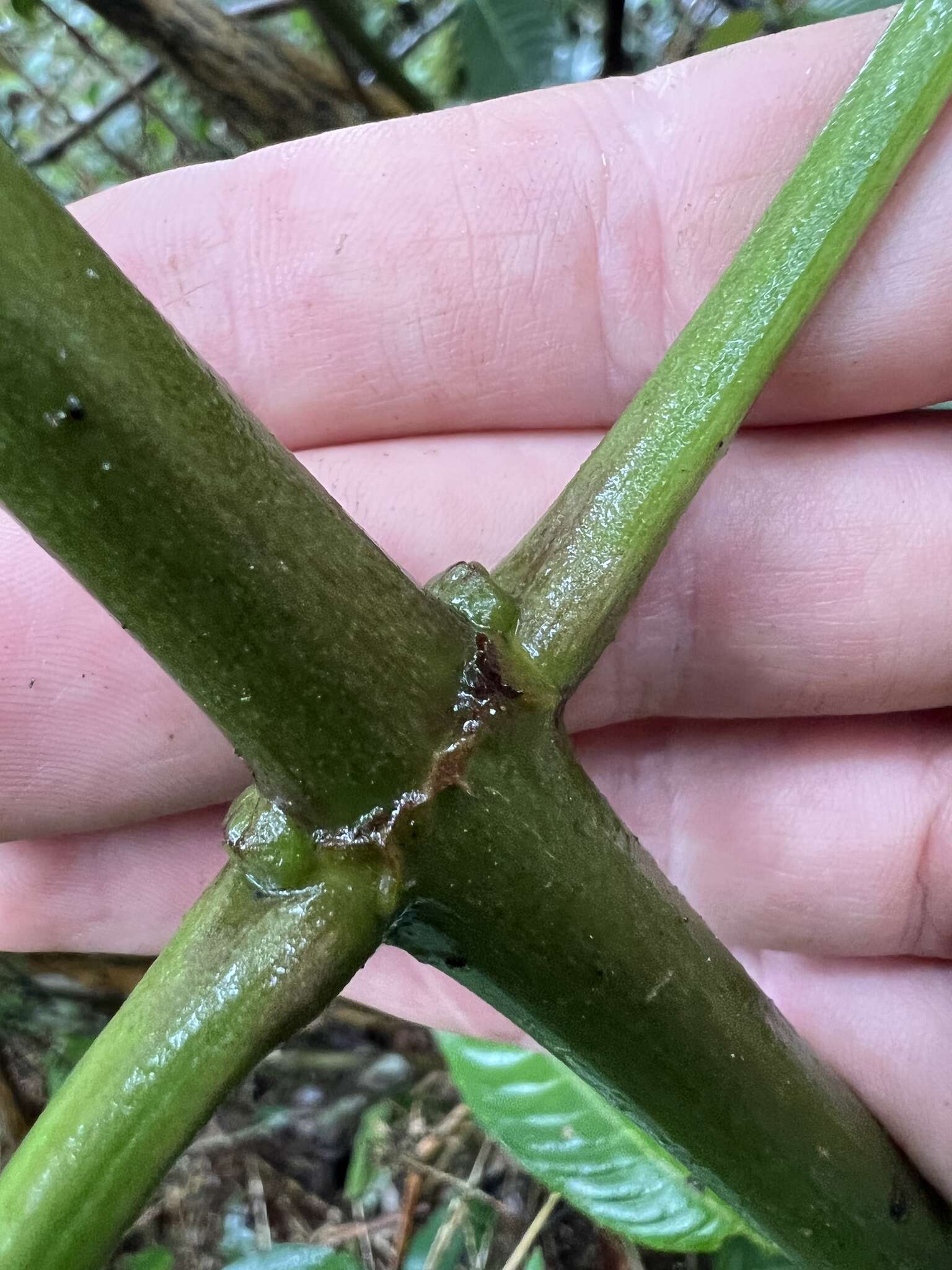 Imagem de Staphylea occidentalis subsp. occidentalis