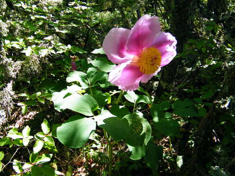 صورة Paeonia daurica Andrews