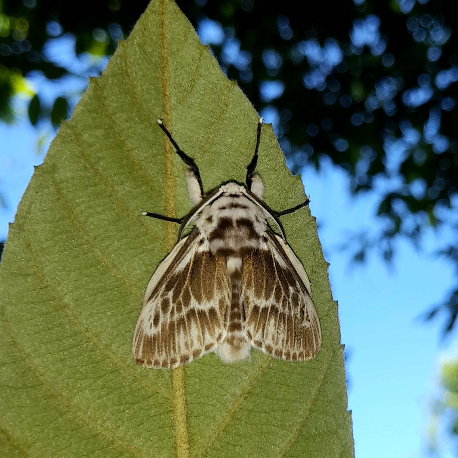 Image of Podalia schadei Schaus 1924