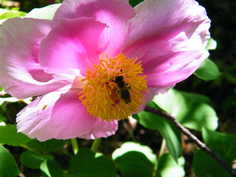 صورة Paeonia daurica Andrews