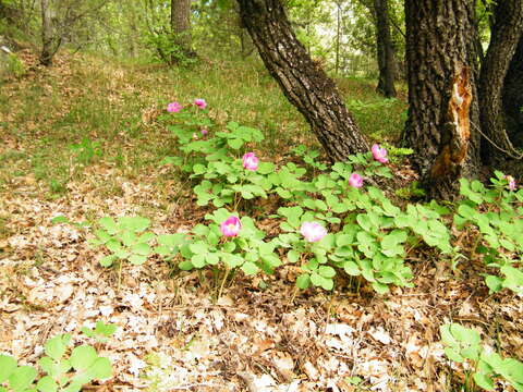 صورة Paeonia daurica Andrews