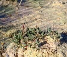 Image of Pelargonium caespitosum Turcz.