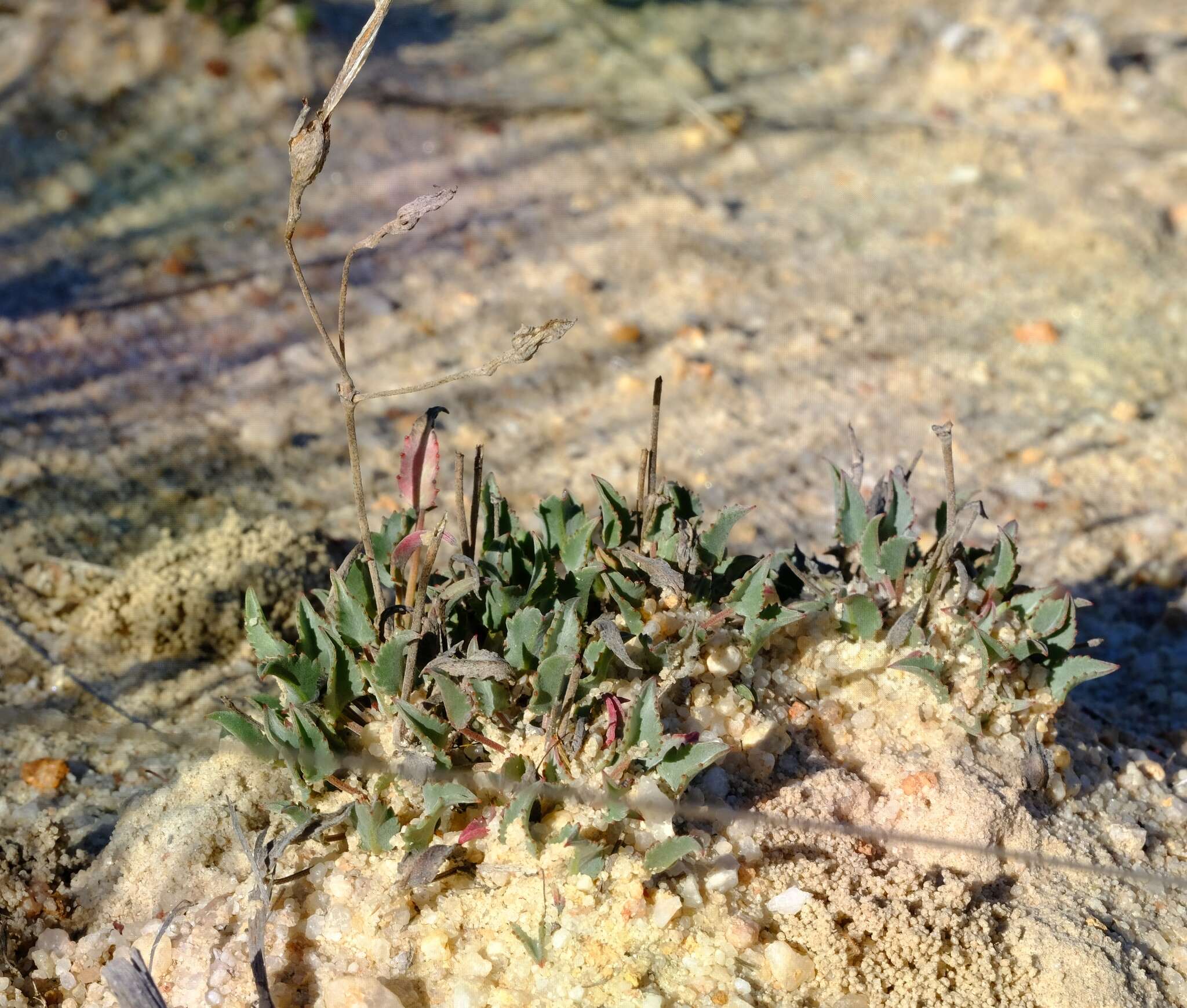 Image of Pelargonium caespitosum Turcz.