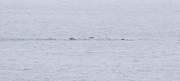 Image of Right whale dolphin