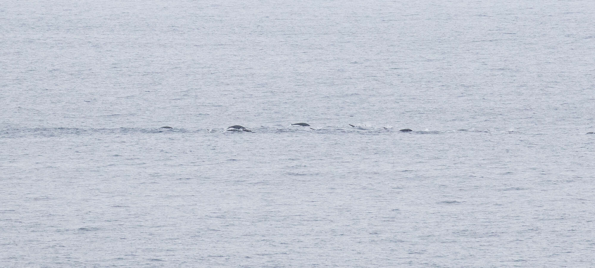 Image of Right whale dolphin