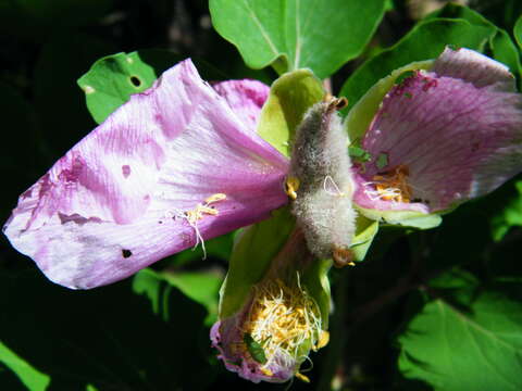 صورة Paeonia daurica Andrews