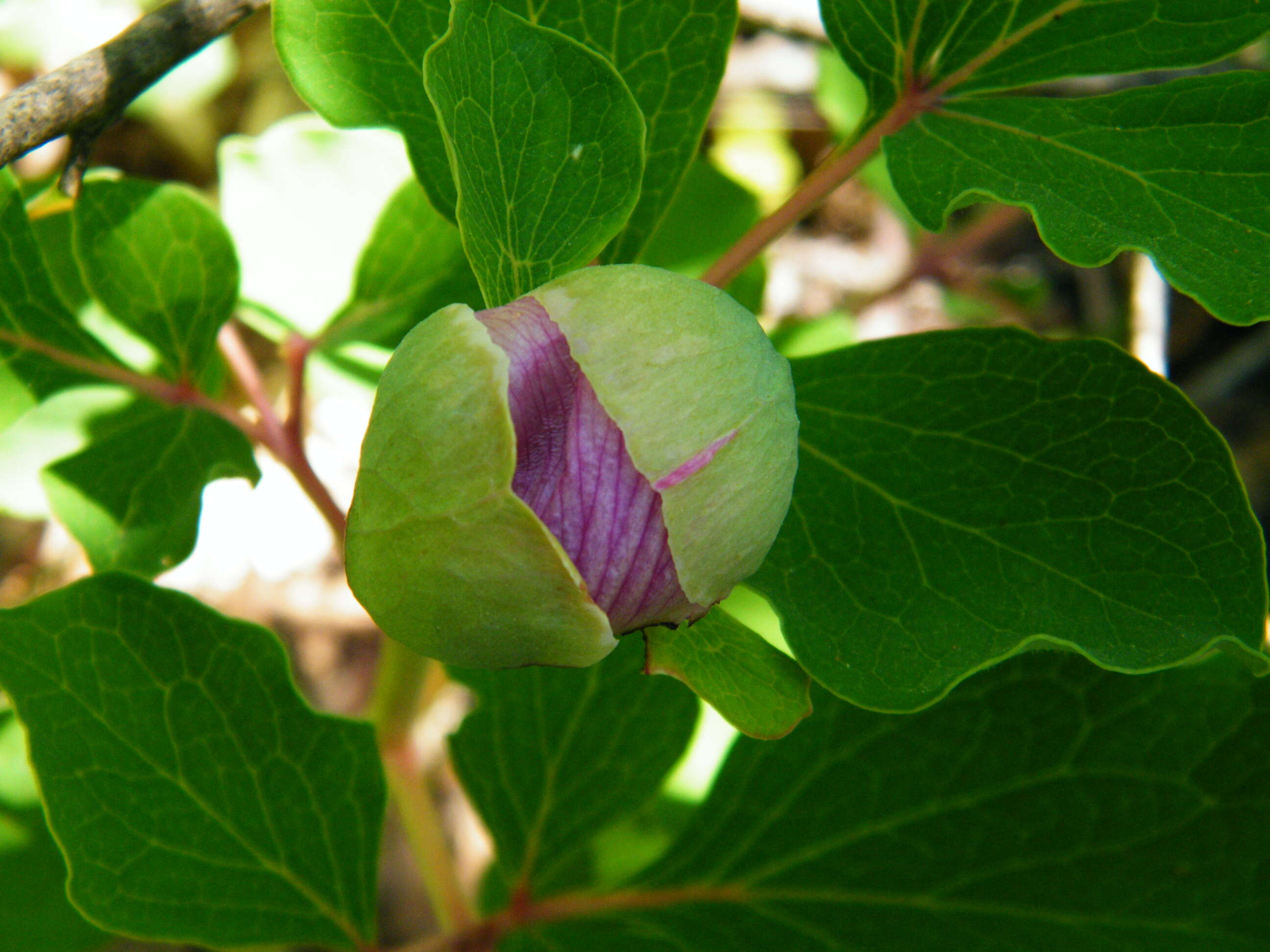 صورة Paeonia daurica Andrews