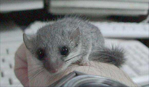 Image of dormice and hazel mice