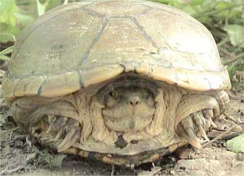 Image of Yellow Mud Turtle