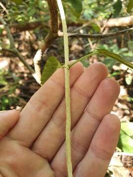 Image de Leichhardtia lloydii (P. I. Forst.) P. I. Forst.