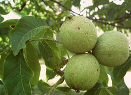 Image of Common walnut