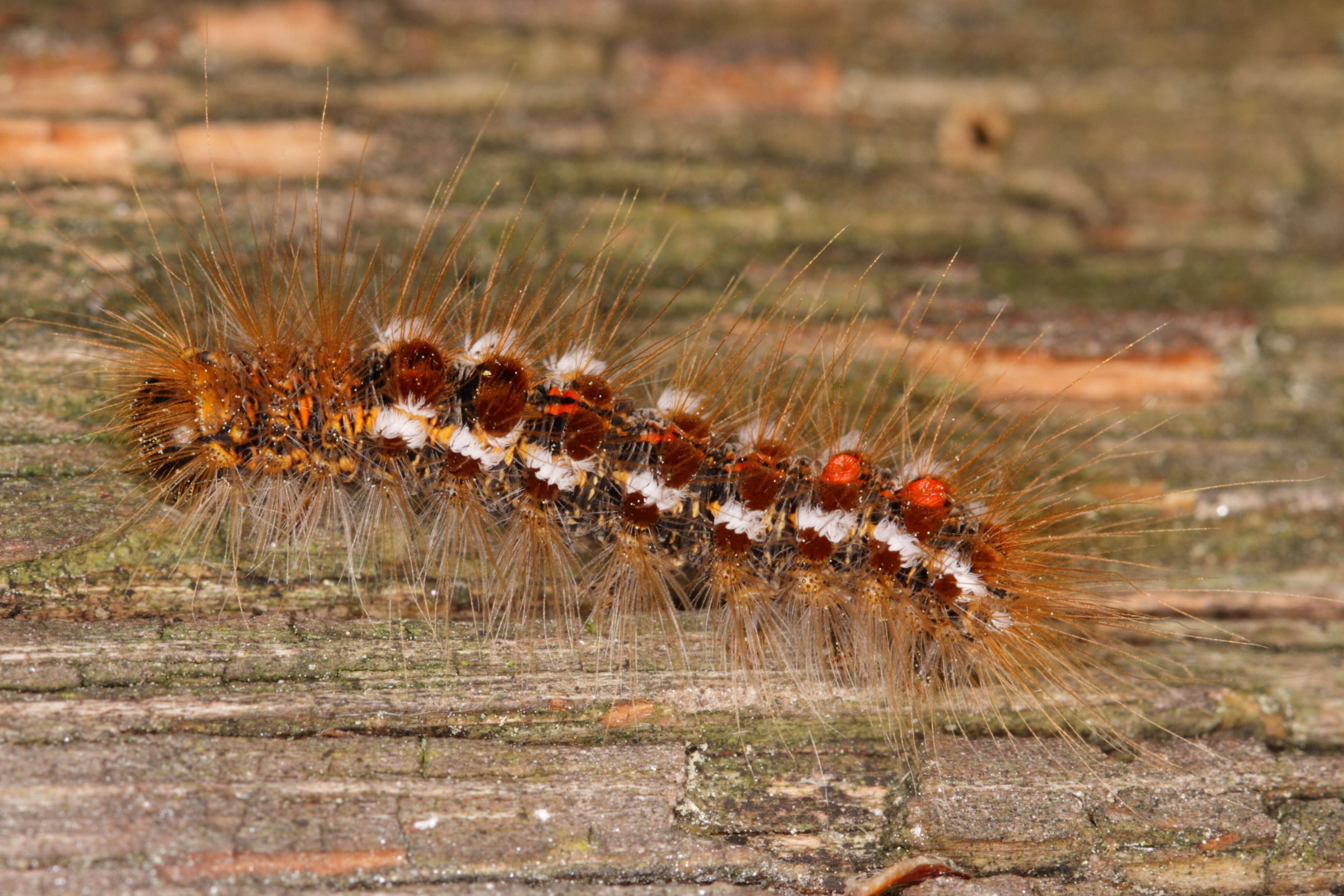 Plancia ëd Euproctis chrysorrhoea Linnaeus 1758