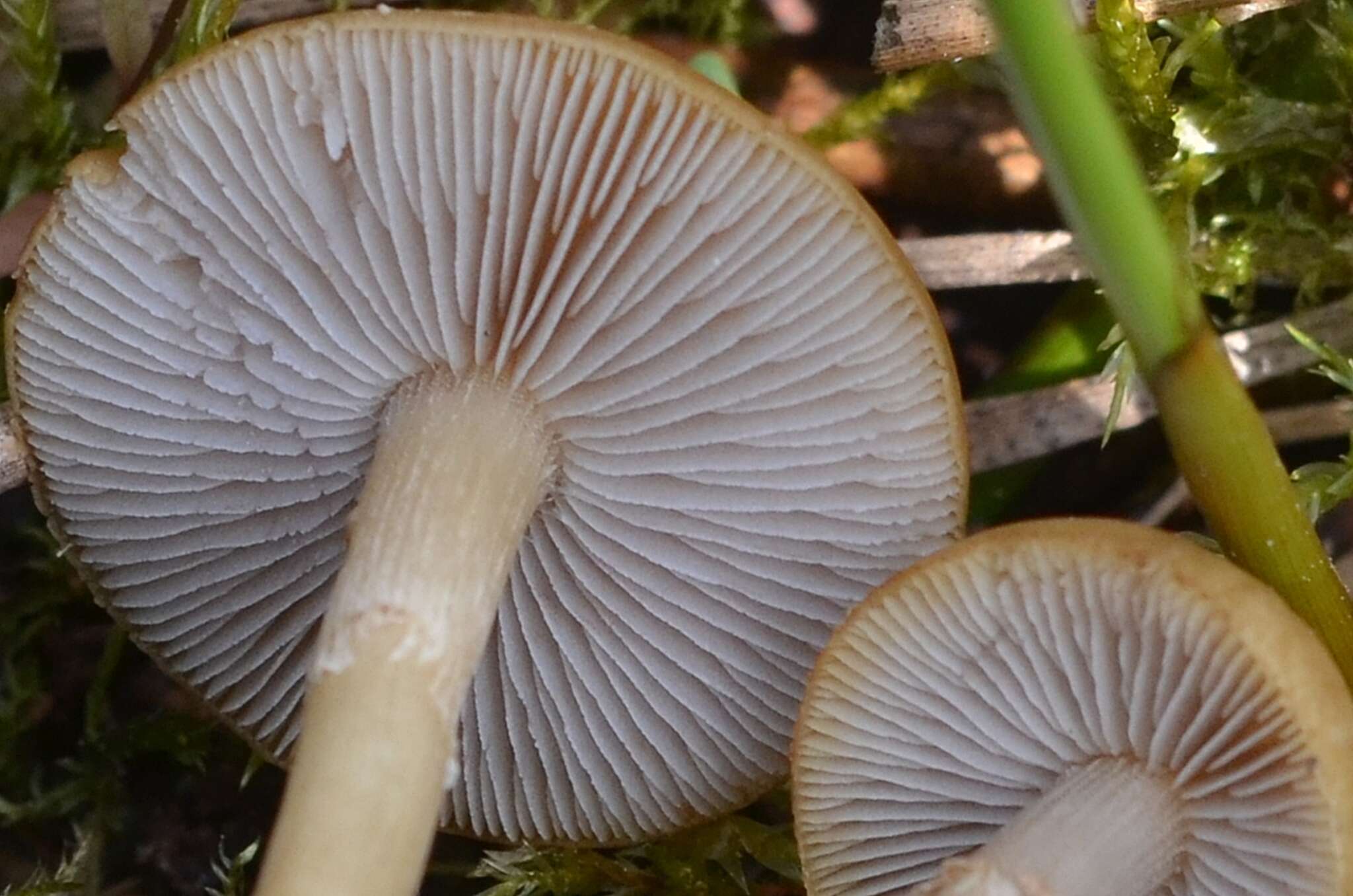 Image of Agrocybe elatella (P. Karst.) Vesterh. 1989