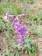 Image of sidebells penstemon