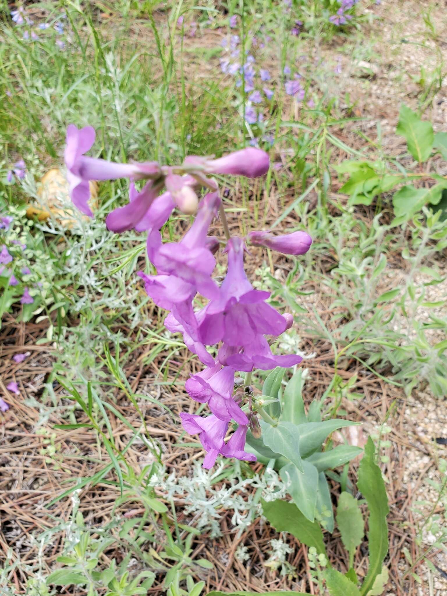 Image of sidebells penstemon