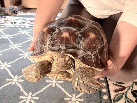 Image of spurred tortoise