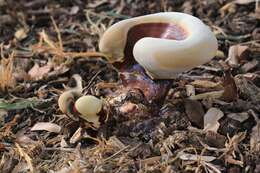 Image of lingzhi mushroom