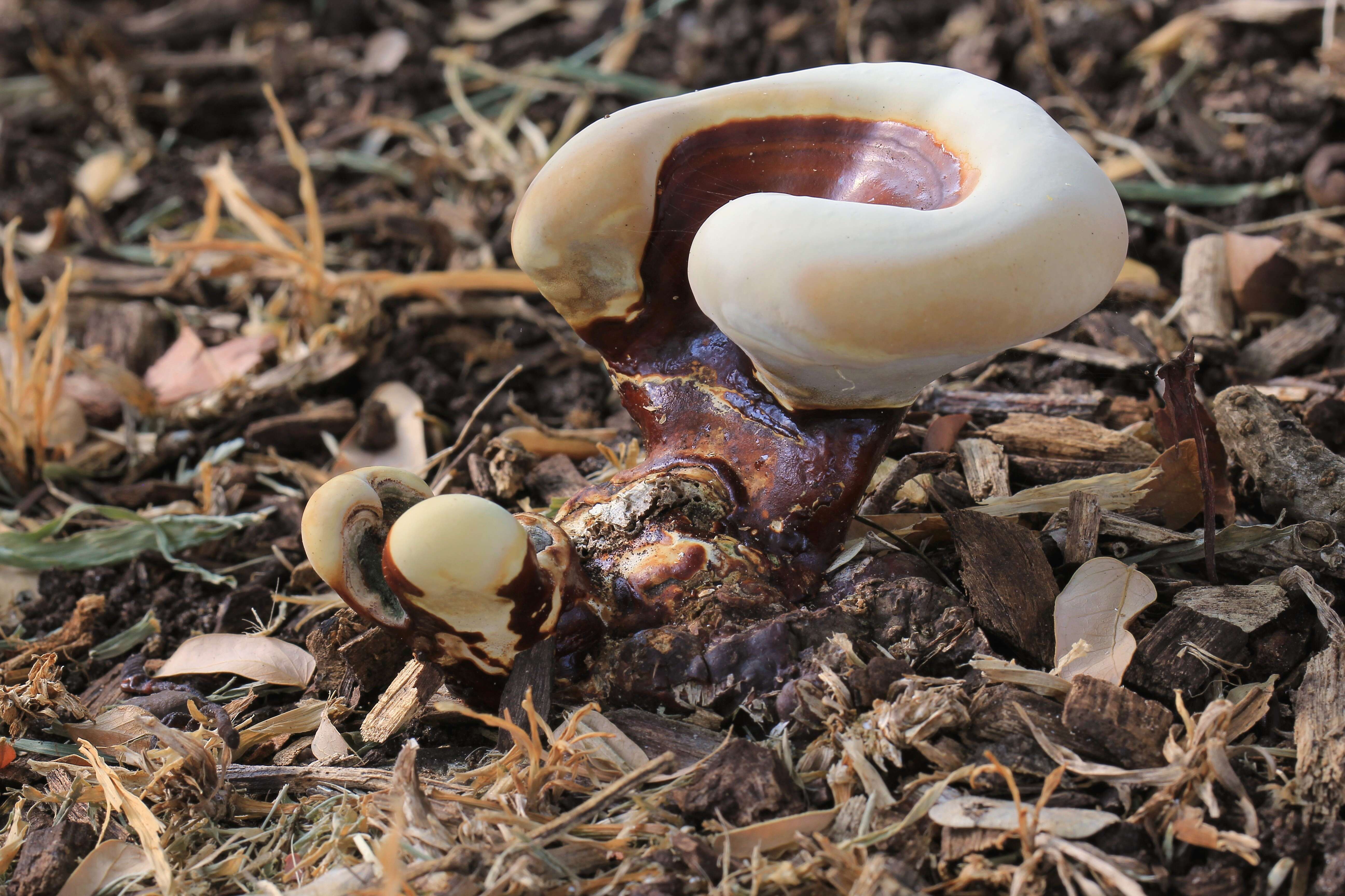 Image of lingzhi mushroom